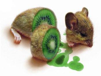 fète guafe kan vs mangé des kiwi car la resemblense est tronpeuse